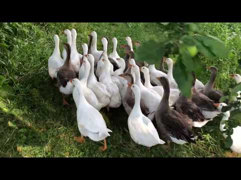 Видео: Наши гуси растут. Перепела несутся. Жизнь в селе.