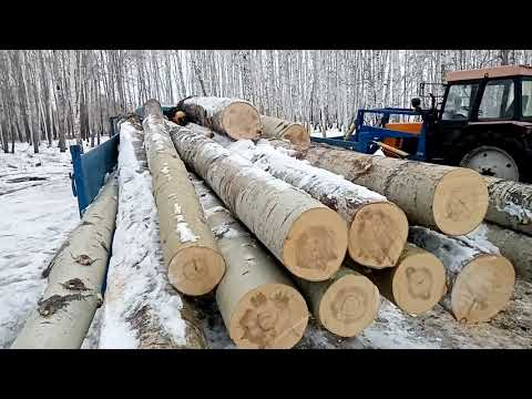 Видео: Грузим осину и подбираемся в делянках.