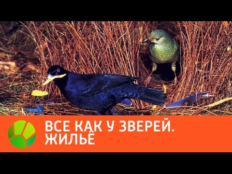 Видео: Все как у зверей. Жилье | Живая Планета