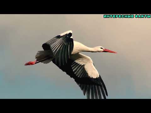 Видео: ✔️ИНТЕРЕСНЫЕ ФАКТЫ ОБ АИСТАХ.