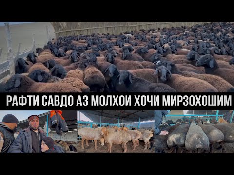 Видео: Нархи моли майда Хочи Мирзохошим оптом савдо31 декабря 2023 г.