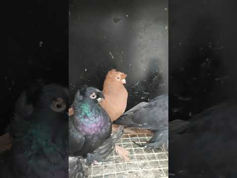 Видео: Базар Appenweier 05.10.25 #pigeon #tauben #kabootar #голуби #kabutar 