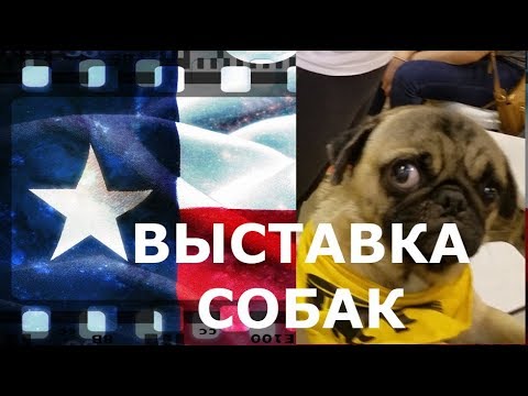 Видео: Международная выставка собак в Хьюстоне.