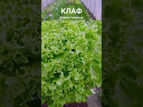 Видео: Салаты Клаф и Байрон, сравнение - Добрые Семена.ру - Rijder Seeds