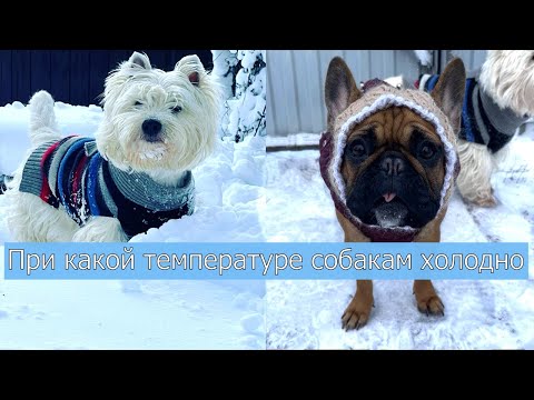 Видео: Когда действительно нужно одевать СОБАКУ .