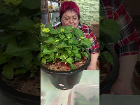 Видео: ГОРТЕНЗИЯ ТАБЛЕТЕНЗИЯ. Эксперименты