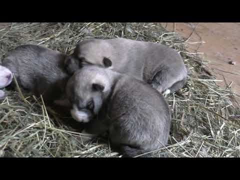 Видео: щенки западно-сибирской лайки вязка С-Бела+Град