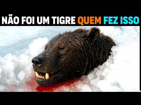 Видео: 🚨 СЕЙЧАС: Хищник разрывает гигантских медведей в Сибири