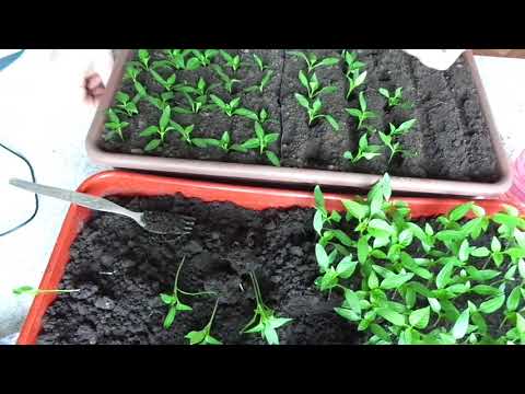 Видео: ПИКИРОВКА ПЕРЦА - ЗАЧЕМ ОНА НУЖНА? Ольга Чернова.