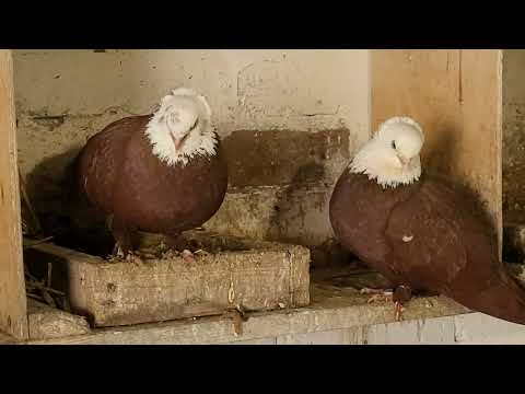Видео: В гостях  у Николая,обзор голубей. Белые черноголовые. Красные белоголовые. Из Ставропольского края.