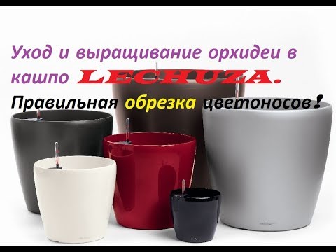 Видео: Уход и выращивание орхидеи в кашпо LECHUZA. Правильная обрезка цветоносов!