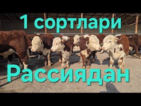 Видео: Чемпионлари 🏆 оганлар адашмиди сифатига беш 