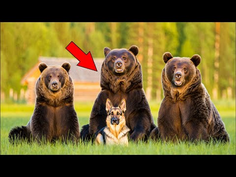 Видео: Овчарка выкормила трёх медвежат. Когда они выросли произошло невероятное!