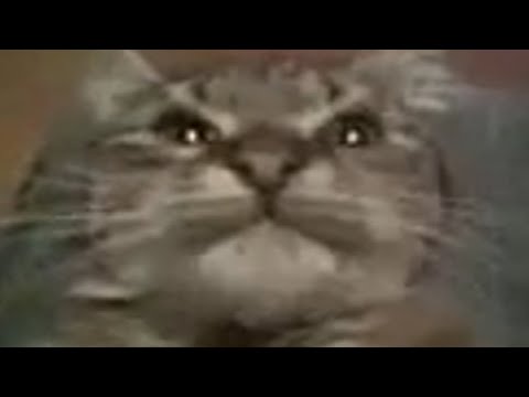 Видео: КИТ ТЫ МАМУ МАВ? — ПЕРЕВОД, ПРОИСХОЖДЕНИЕ МЕМА