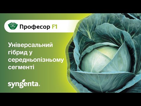 Видео: Капуста Професор — універсальний гібрид у середньопізньому сегменті