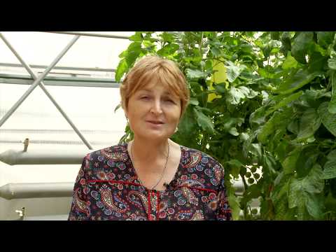 Видео: Как создаются и испытываются новые сорта томатов?