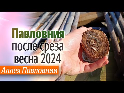 Видео: Аллея Павловнии. Срезы деревьев.