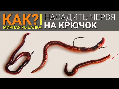 Видео: Как правильно насадить червя на крючок для ловли на фидер?