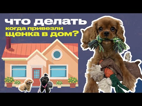 Видео: ЧТО ДЕЛАТЬ, КОГДА ПРИВЕЗЛИ ЩЕНКА В ДОМ ? СОВЕТЫ ОТ КИНОЛОГА