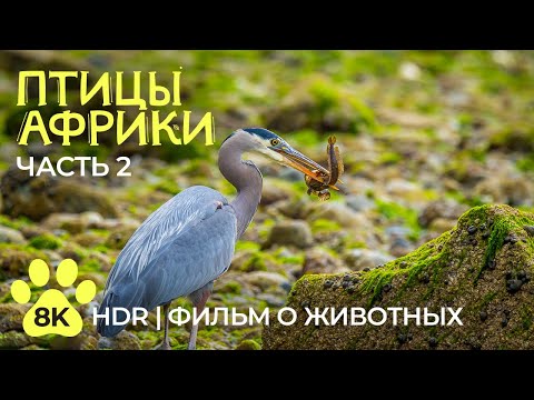 Видео: Невероятные птицы Африки | Часть 2 - Водоплавающие пернатые - Документальный фильм о животных 8K HDR