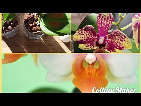 Видео: 31.10.2025.АНТИ СТРЕСС ПОСЛЕ ПЕРЕСАДКИ 🌺👍🥰