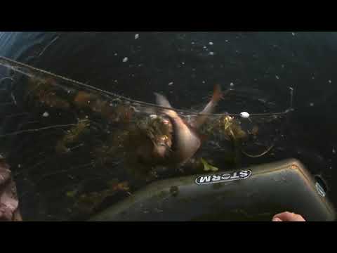 Видео: рыбалка в октябре на сети немного попалось