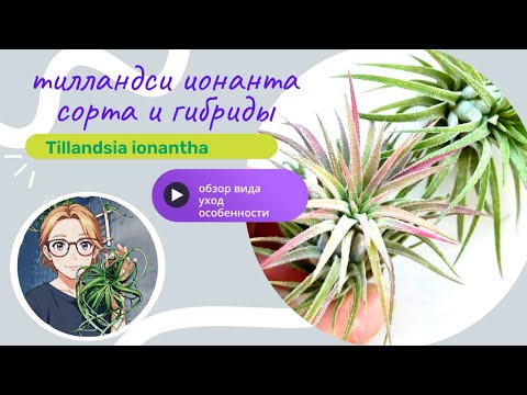 Видео: Тилландсии Ионанты - самые популярные  атмосферные растения