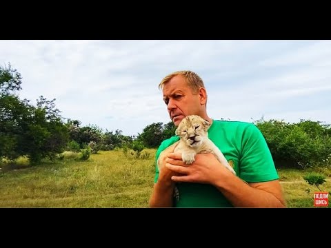 Видео: Львёнок ПОПОЛЗ к МАМЕ, но примет ли его львица?