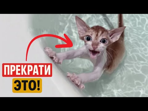 Видео: 20 вещей, которые НЕЛЬЗЯ ДЕЛАТЬ С КОШКОЙ!