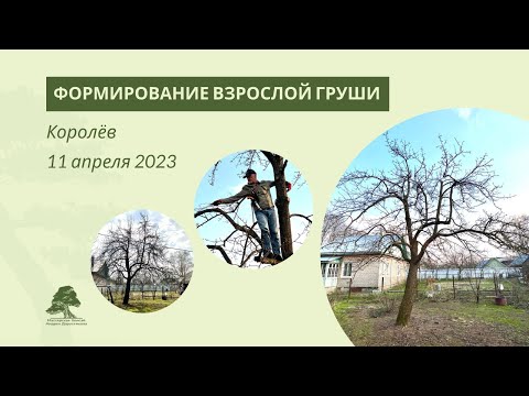 Видео: Обрезка взрослой груши