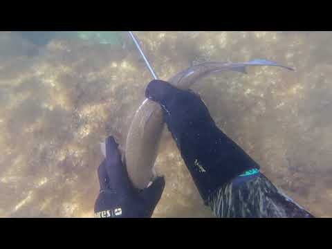 Видео: Кызыл Озен.  04.10.2018г. Подводная охота. Каспийское море Актау.