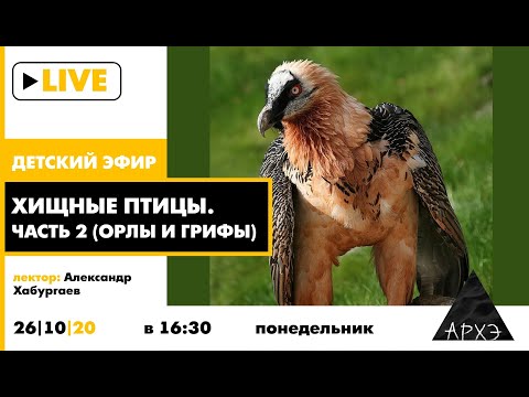 Видео: Детский эфир "Хищные птицы. Часть 2 (орлы и грифы)" в рамках рубрики "Путешествия с натуралистом"