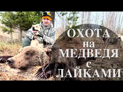 Видео: Охота на медведя с лайками. Первая встреча Шуги с медведем.