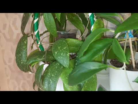 Видео: /Хойи/Обзор коллекции хой/Часть 1/💕💐