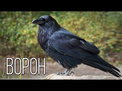 Видео: Ворон: Темный Ум Природы | Интересные факты про воронов
