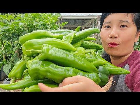 Видео: СБОР УРОЖАЯ СЛАДКОГО ЧИЛИ, КРУПНОГО ЛУКА, МОРКОВИ, КАПУСТЫ, ВОДОРОСЛЕЙ, САЛАТА «КРАСНЫЙ КОРАЛЛ»