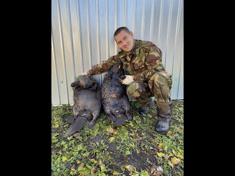 Видео: тестируем приманку ЗАМАНУХА на бобра