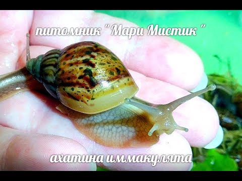 Видео: #АХАТИНАУЛИТКАПЛОХО РАСТЁТ , ГРЫЗЕТ РАКОВИНУ#ПРОБЛЕМЫРОСТААХАТИН#КУПЛЮУЛИТКУПРОДАЮАХАТИН#МАРИМИСТИК