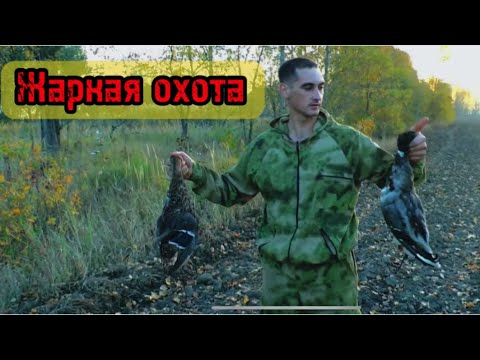 Видео: ОХОТА НА УТКУ, НЕ ПРОПУСТИ! Спаниель сработала на высоте,МОРЕ УТОК! #охота#спаниель#утка