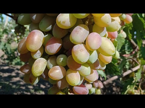 Видео: Виноград з заміщаючих бруньок .Висновки в кінець сезону.Частина3