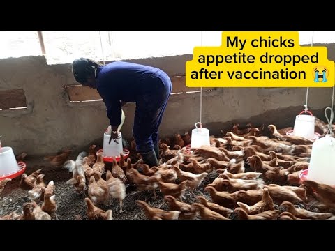 Видео: Проблемы начались после вакцинации, мои цыплята-несушки отказались от еды 🙆🙆