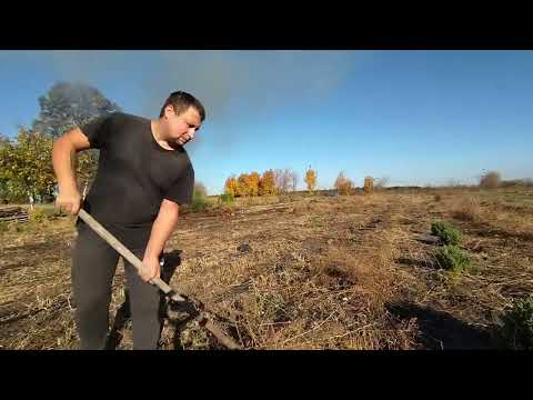 Видео: ПОДПИСЫВАЕМ МАТОЧНЫЕ ХРИЗАНТЕМЫ. УБОРКА ОГОРОДА.