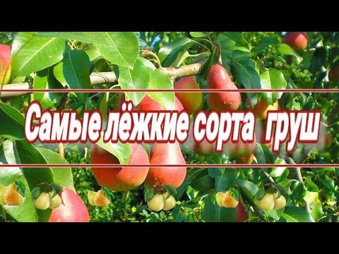 Видео: Топ-5. Лёжкие сорта груш