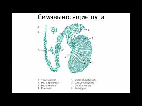 Видео: УЗИ органов мошонки.Видеолекция