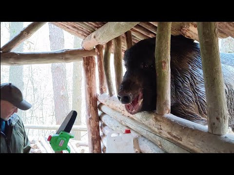 Видео: Строю лесной хутор с диким кабаном | МУХОМОРЫ по-Белорусски на ужин.