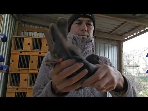 Видео: вакцинация голубей, декабрь 2024