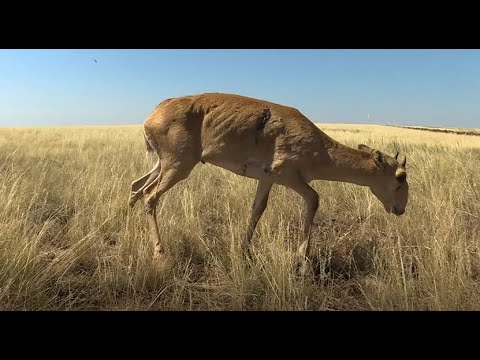 Видео: Киік тағдыры: жол ма, жазық па?