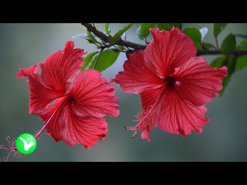 Видео: Зачем человеку Гибискус? Польза и вред Гибискуса!