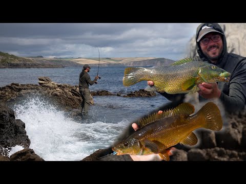 Видео: Как поймать губана на приманку! | Робби Нортман | Ловля губана в Девоншире | Предварительный прос...