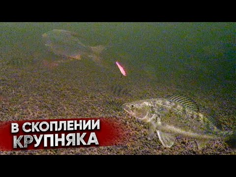 Видео: Поклевки КРУПНОЙ рыбы на подводную камеру / Судак на ВИБЫ и РАТЛИНЫ зимой / ВОЛГА подо льдом